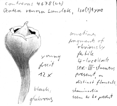 Vorschaubild Ocotea venosa Lundell